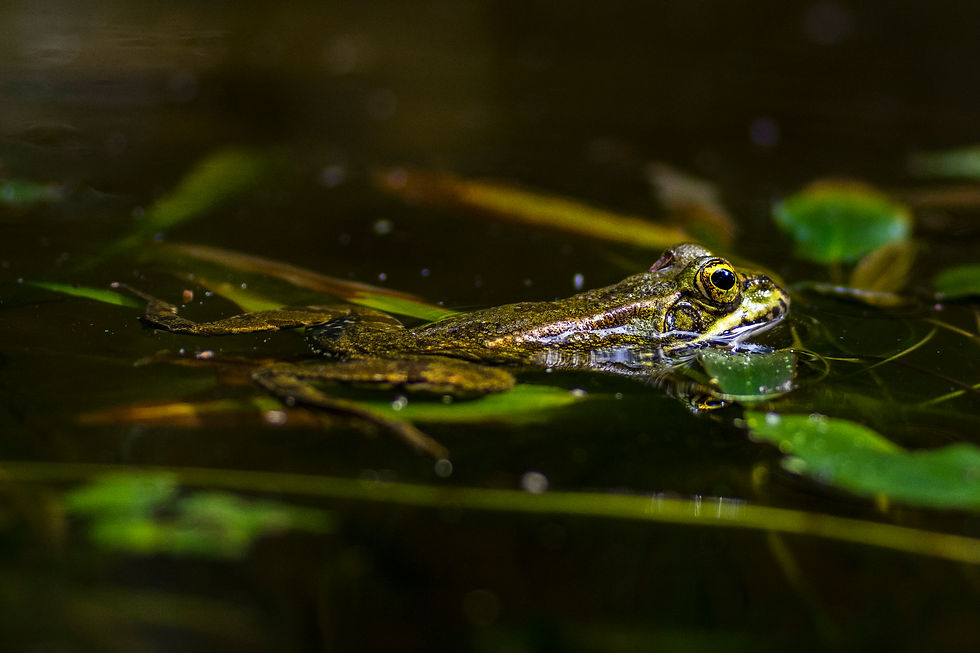 Pelophylax perezi