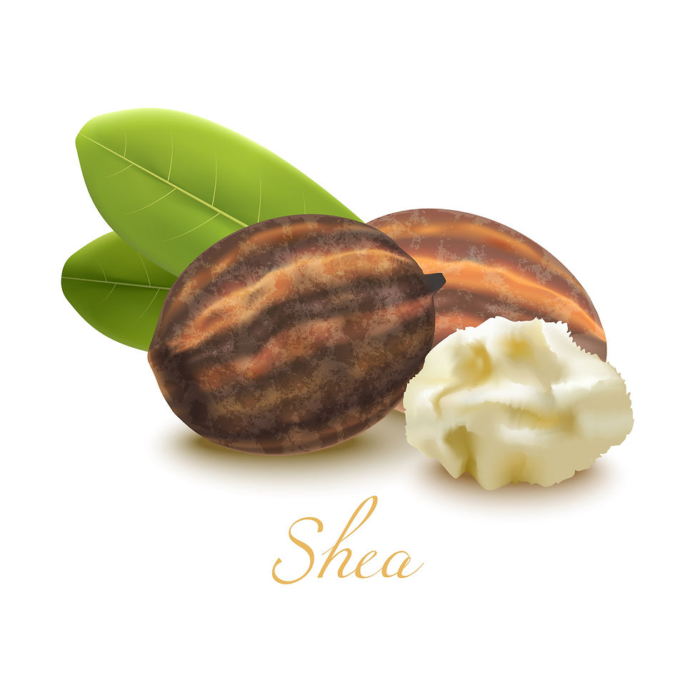 Shea Butter is an organic moisturizer agent in GlycoShea Facial&Neck Lotion