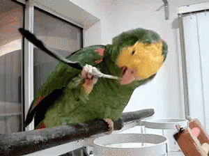 tenor (6).gif