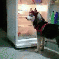 tenor (4).gif