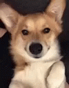 tenor.gif