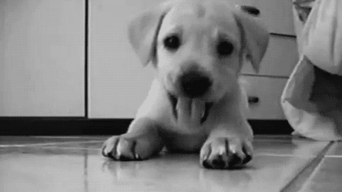 tenor (3).gif
