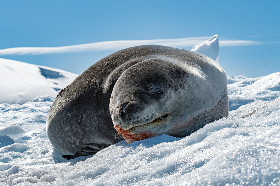 Cuverville Island - Leopard seal