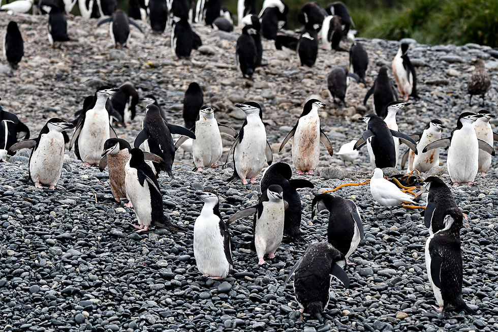 Cooper Bay - Chinstrap penguins