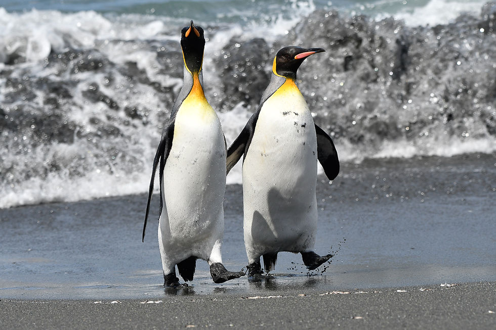 King Penguins