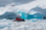 Curtiss Bay - Zodiac cruise