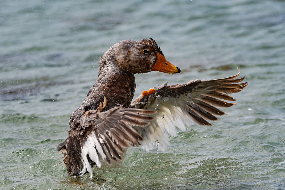 Falklands Streamer Duck