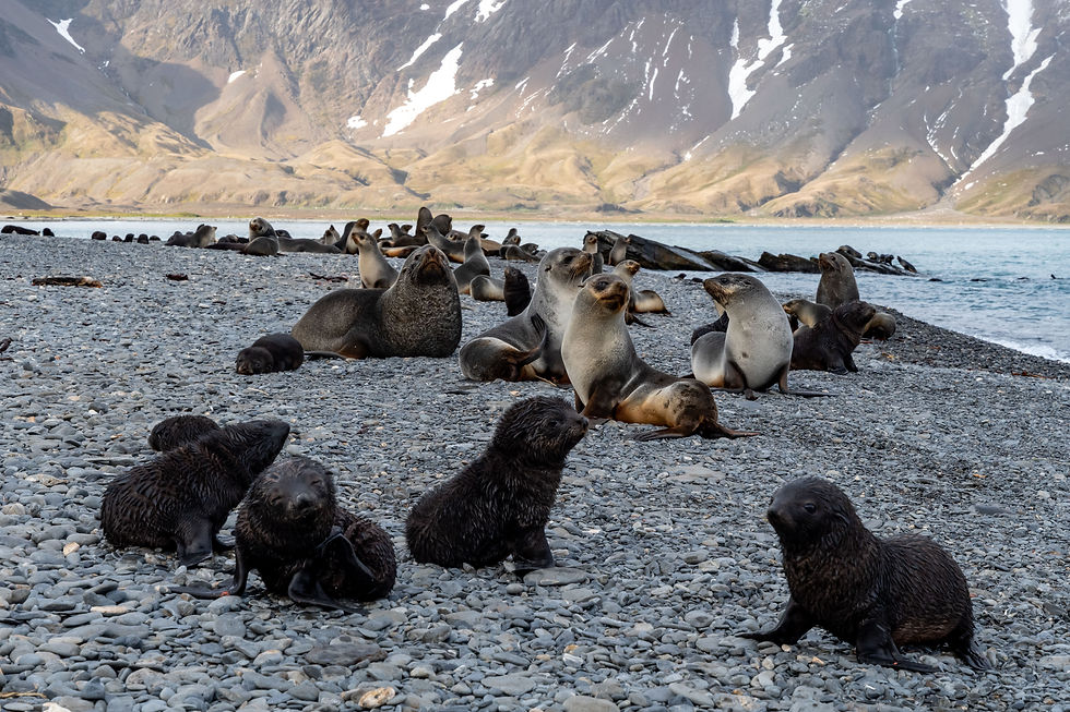 Antarctic Fur seals in Fortuna Bay