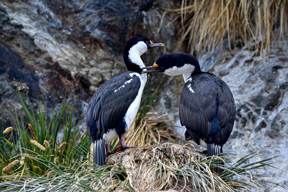 Imperial Shags