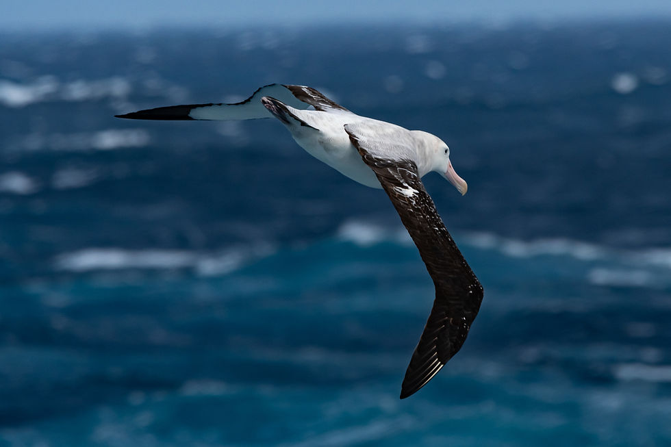 Wandering Albatross