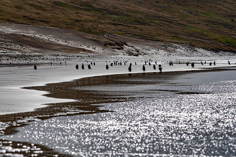 Saunders Island beach