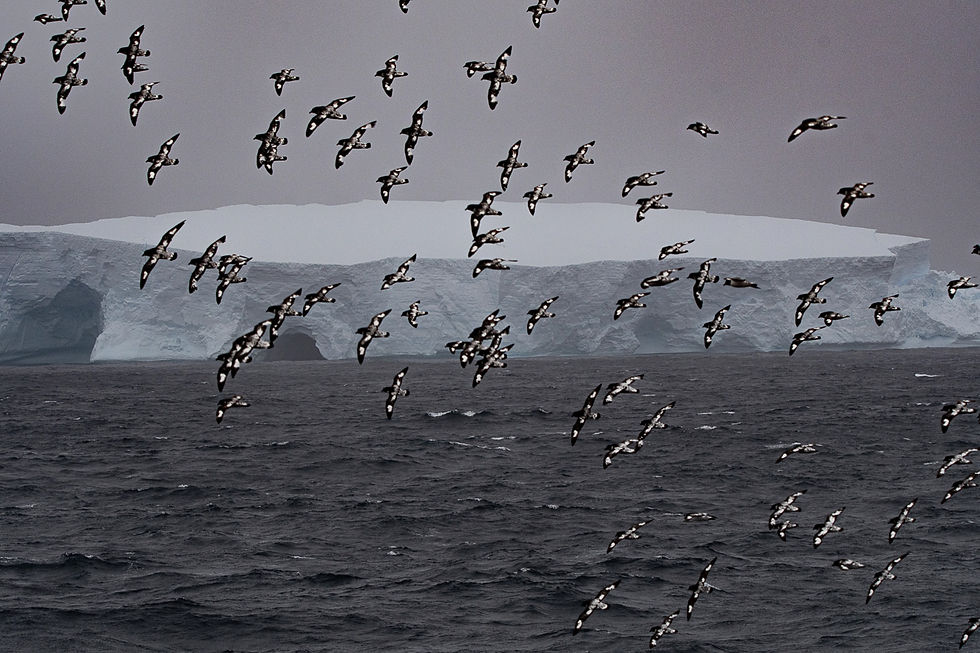 Cape petrels