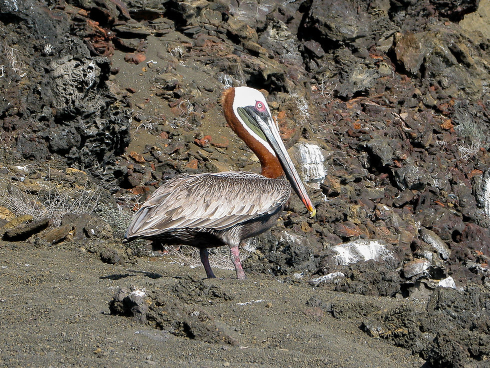 Brown pelican on Santiago