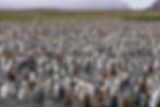 Salisbury Plain - King penguins