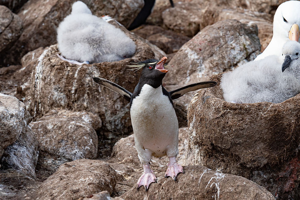 Rockhopper adult
