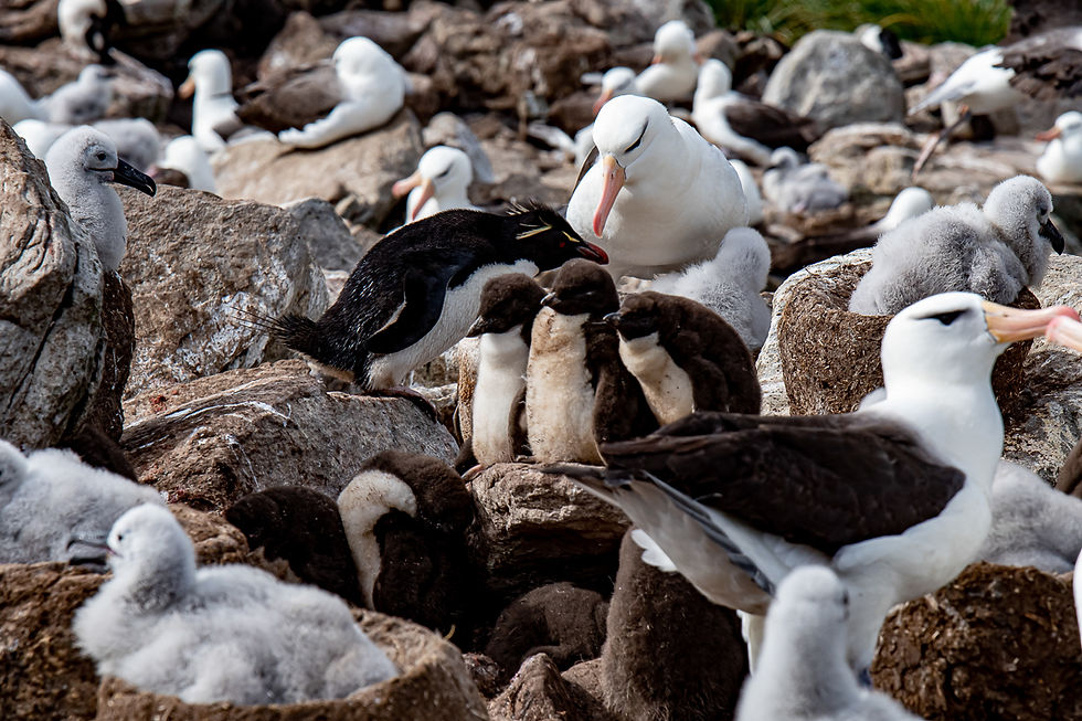 Rockhopper penguins