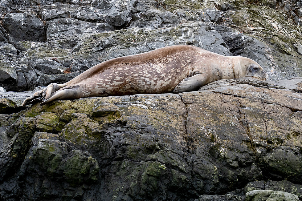 Weddell seal