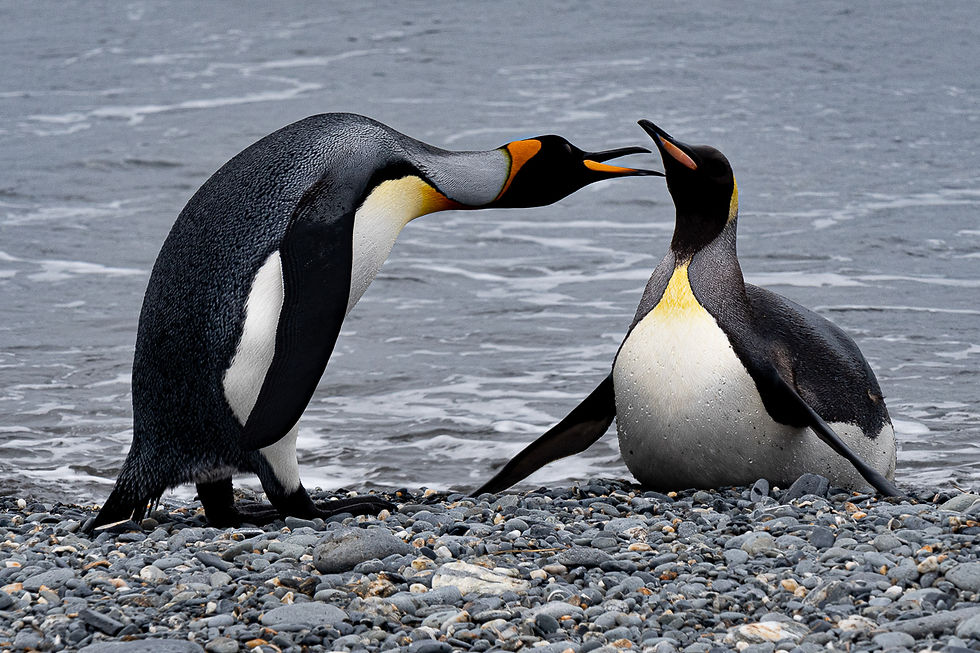 King penguins