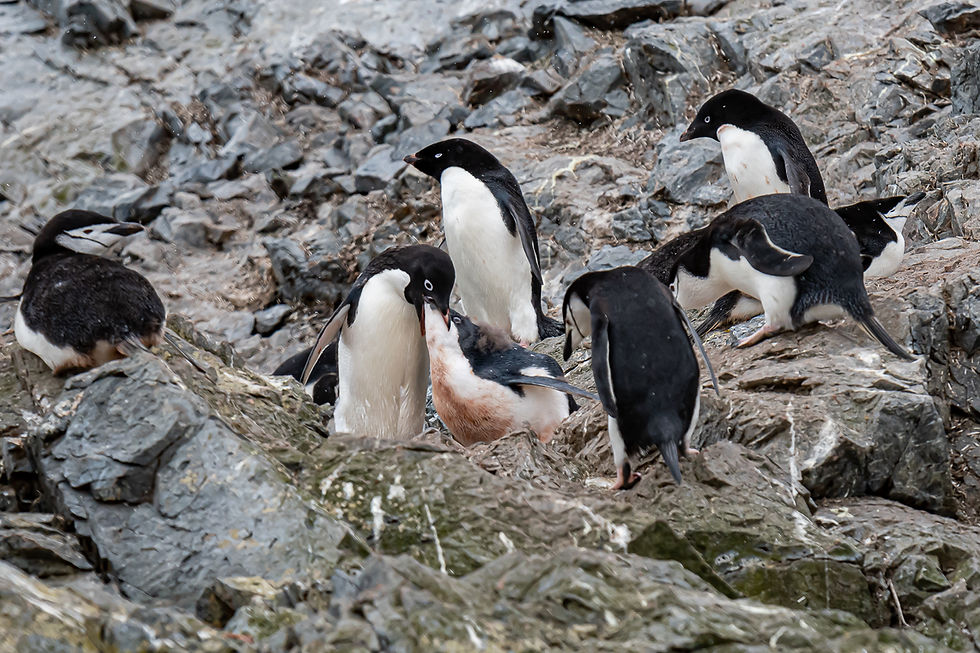 Adelie penguins