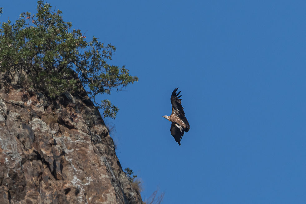 Griffon Vultures in the Rhodope Mountains