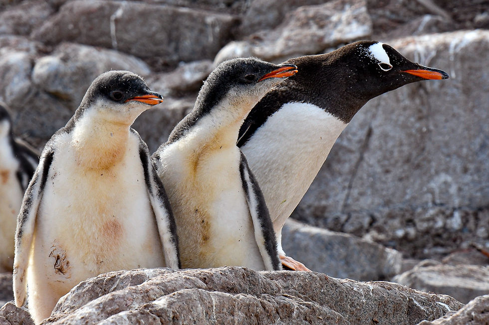 Gentoo penguin with young
