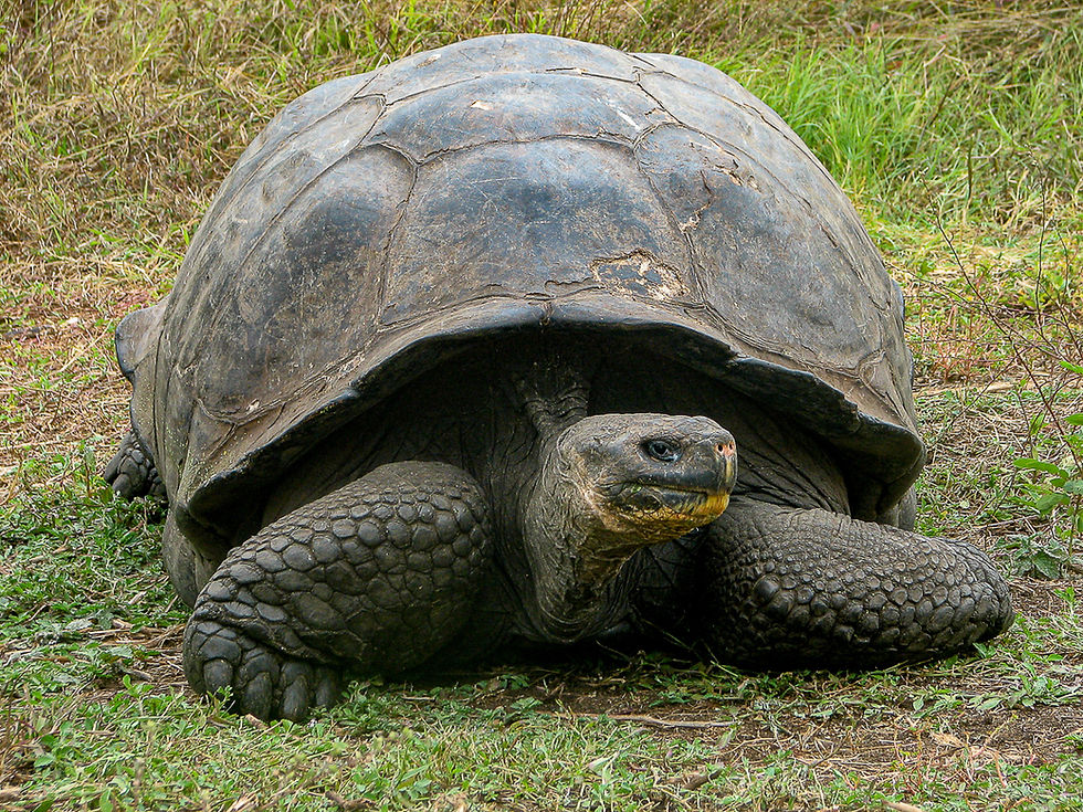 Santa Cruz - Giant tortoise found in the highlands