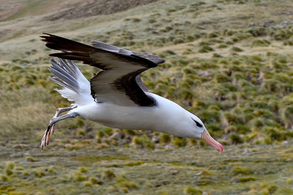 Black-browed Albatross