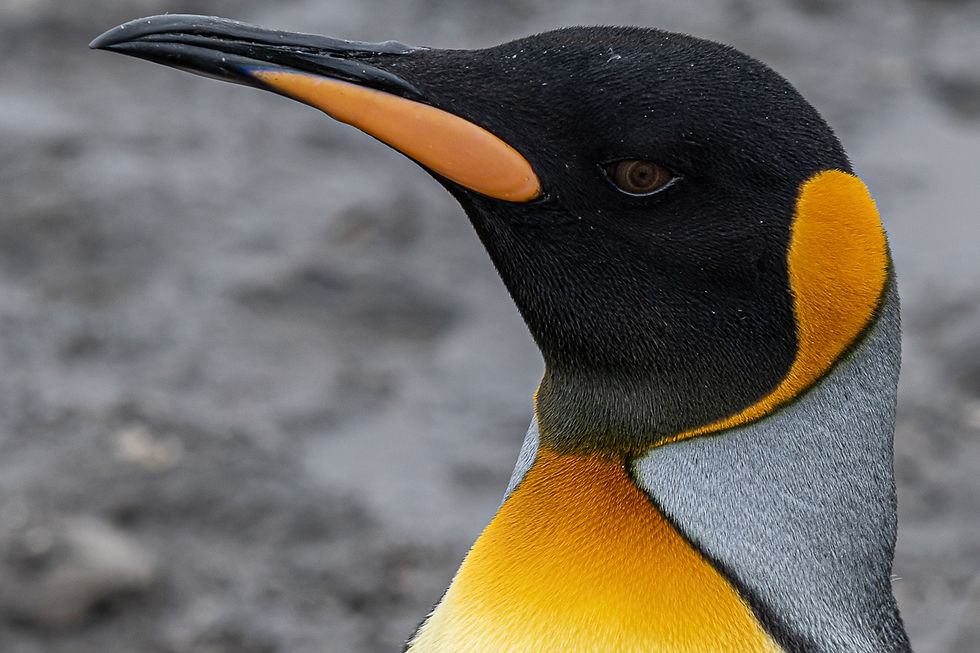 King penguin