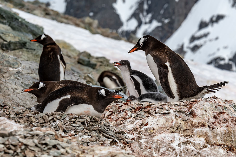 Gentoo penguins with young