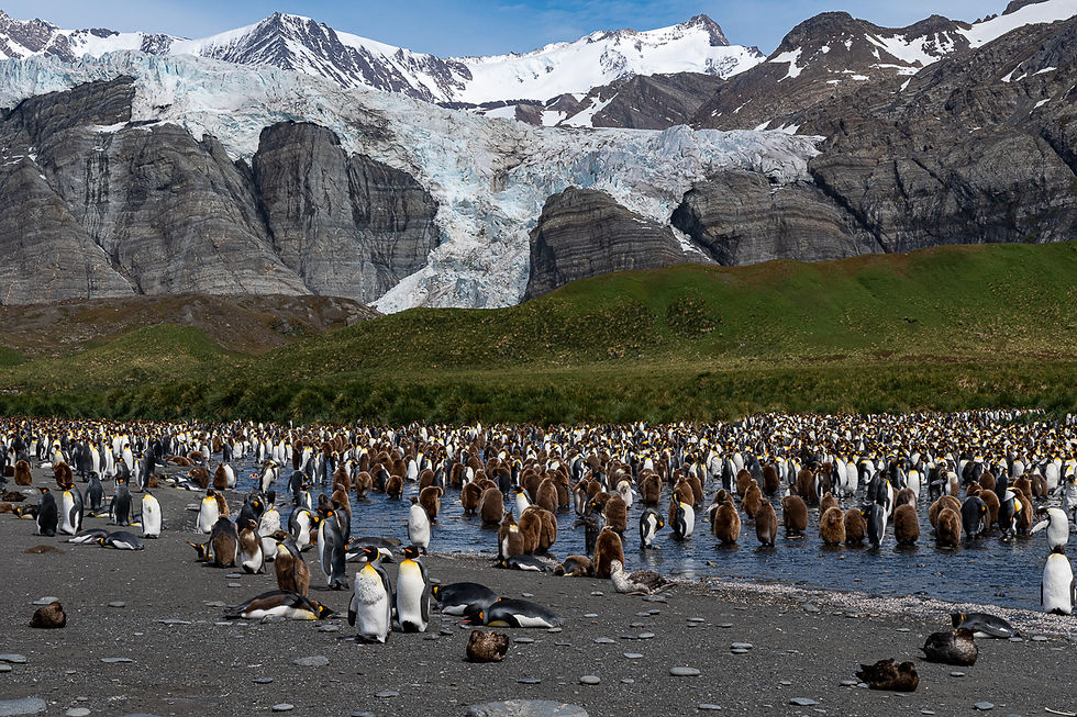 Gold Harbour/ Bertrand’s Glacier
