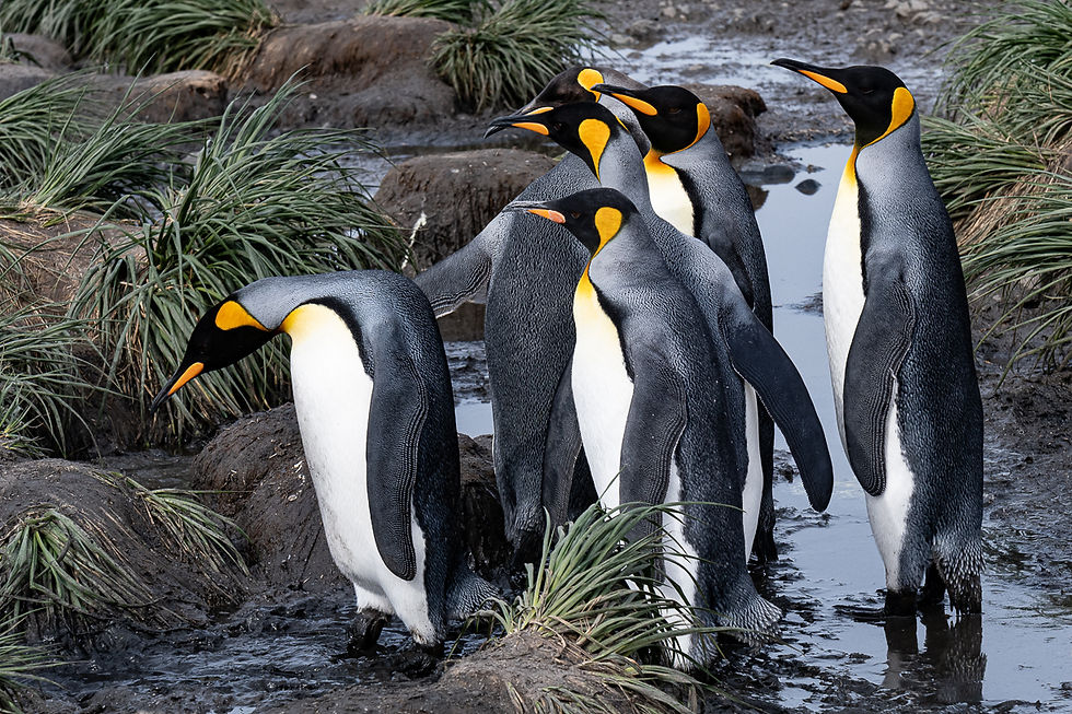 King penguins