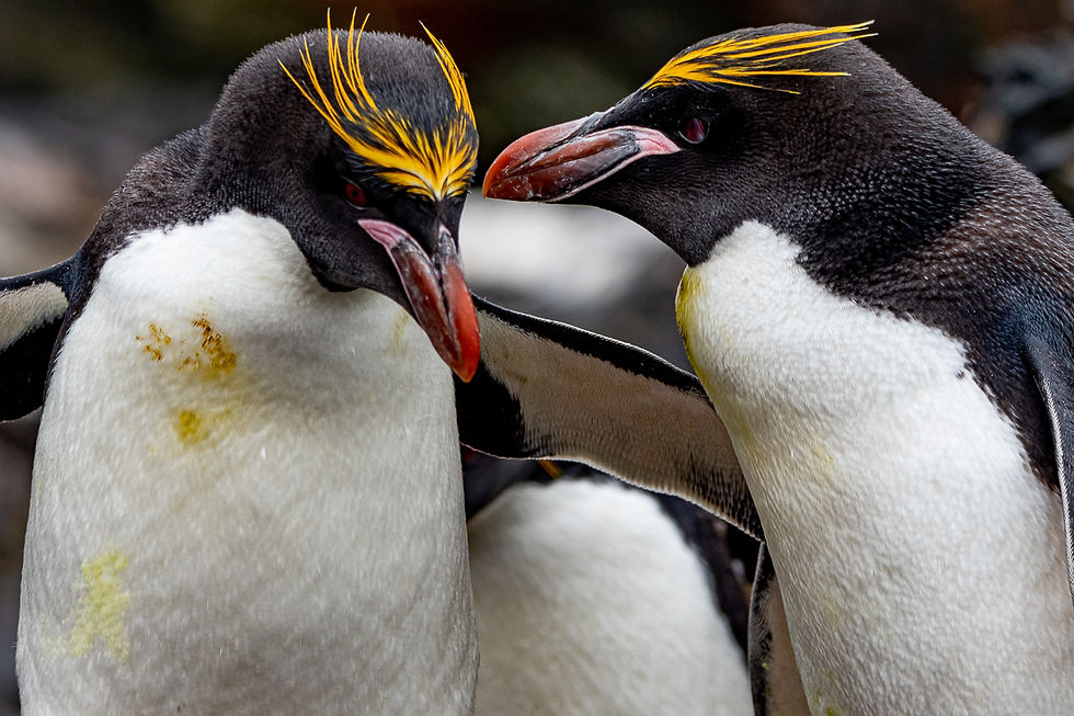Macaroni penguins