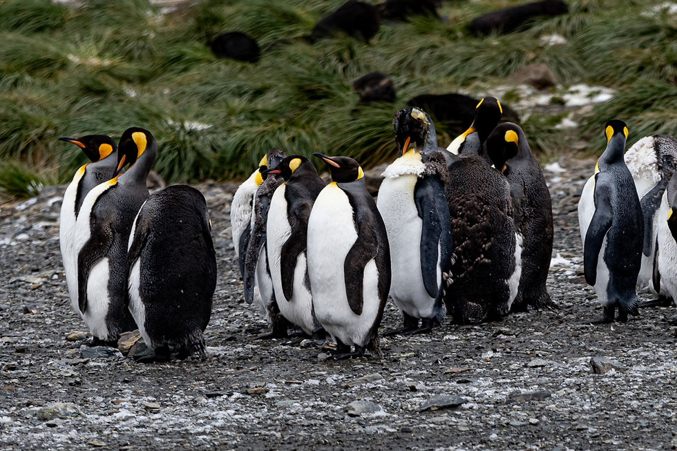 Moulting King penguins