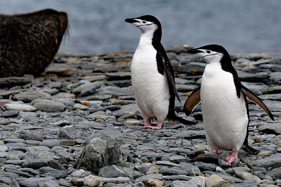 Chinstrap penguins