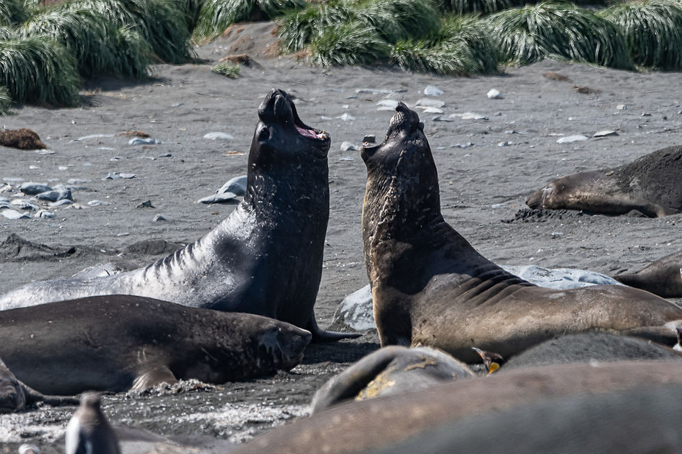 Gold Harbour Elephant Seals