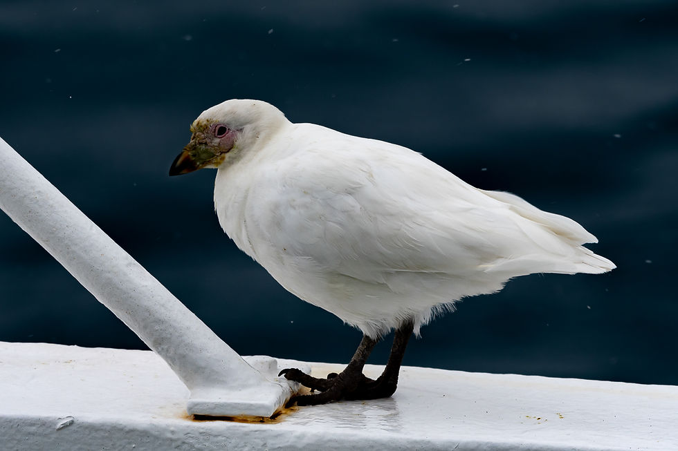 Snowy Sheathbill