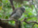 Large Tree finch