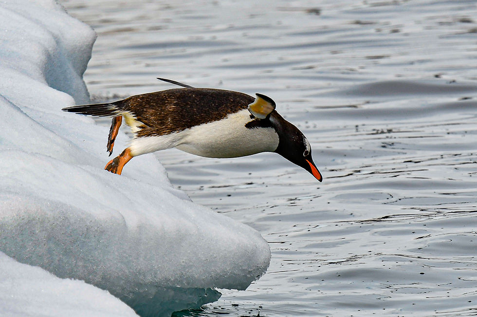 Gentoo penguin