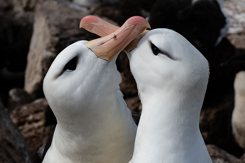Black-browed albatross pair