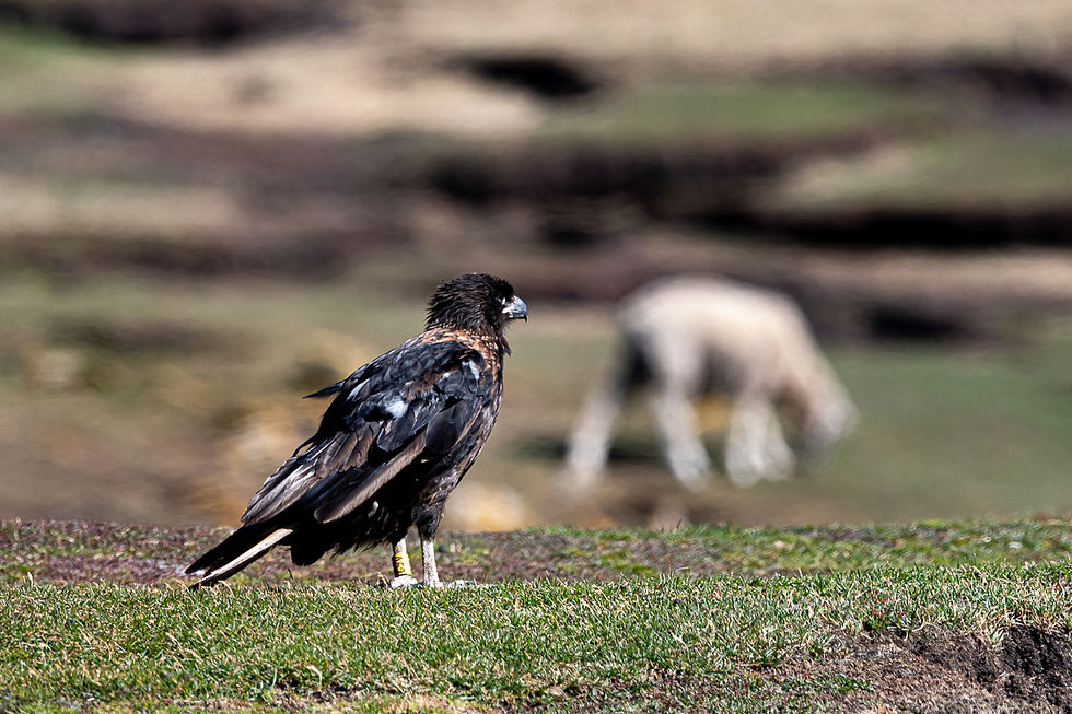 Striated Caracara (Johnny Rook)