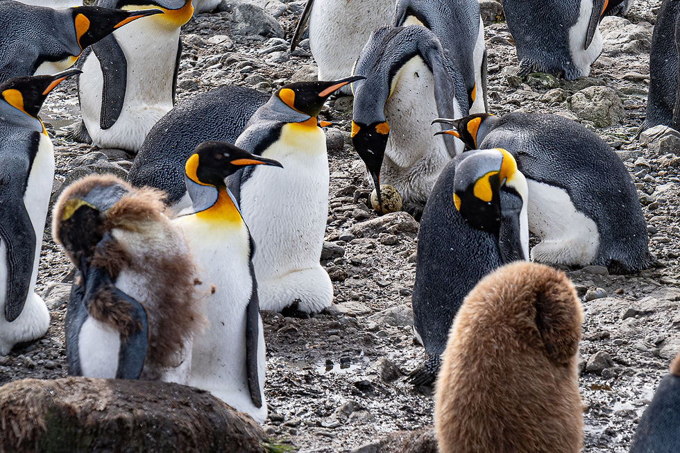 King penguin brooding