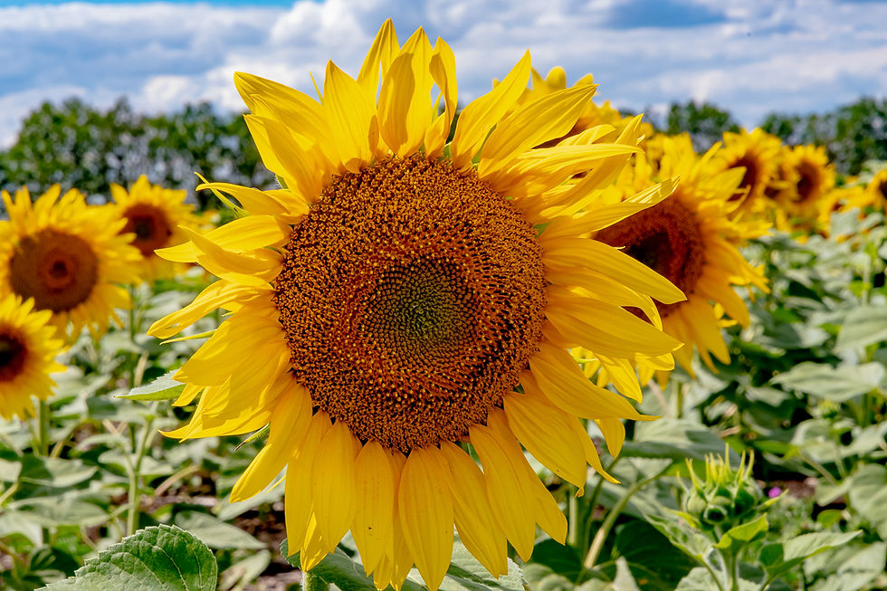 Ukraine's national flower