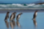 Magellanic and Gentoo penguins