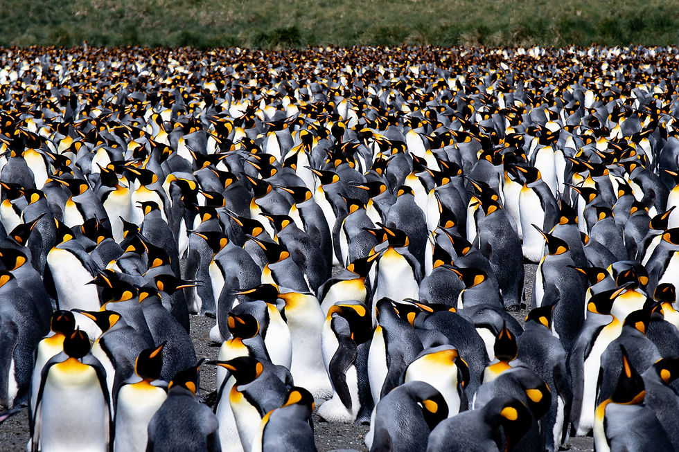 Gold Harbour King penguin colony
