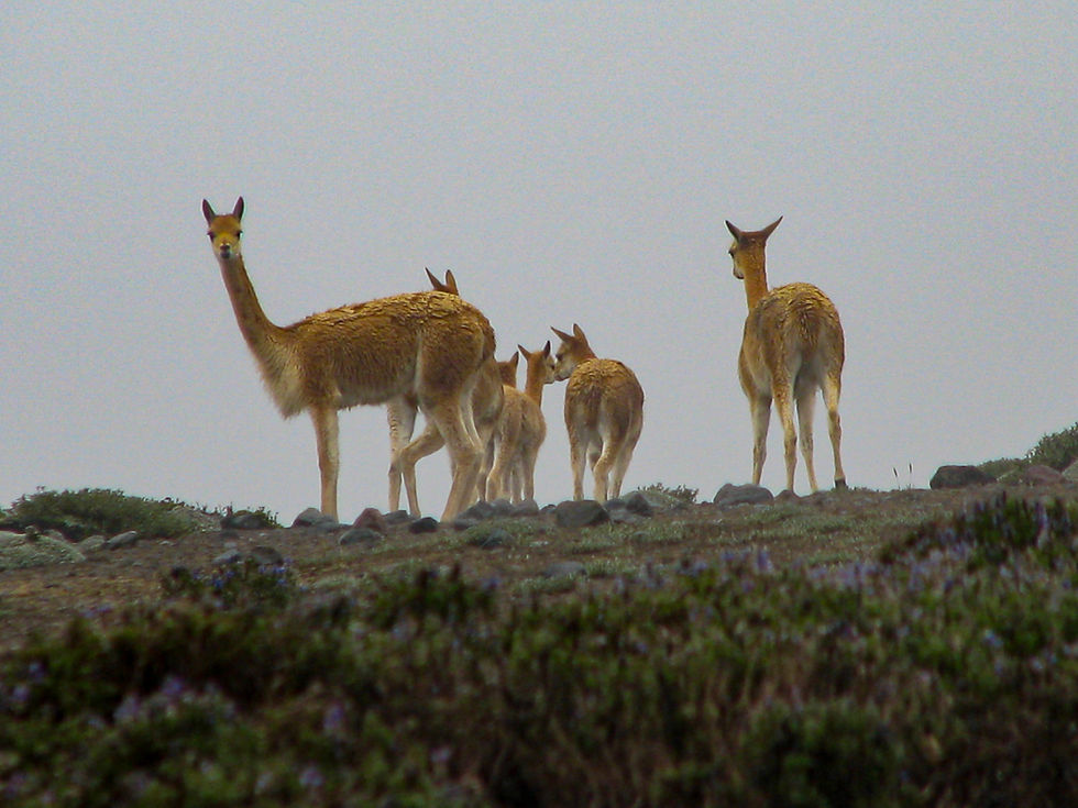 The much prized Vicuñas live on the slopes of Chimborazo