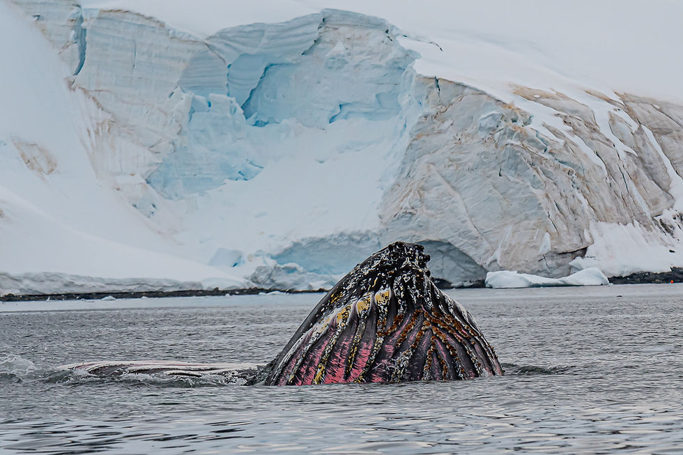 Humpback whale