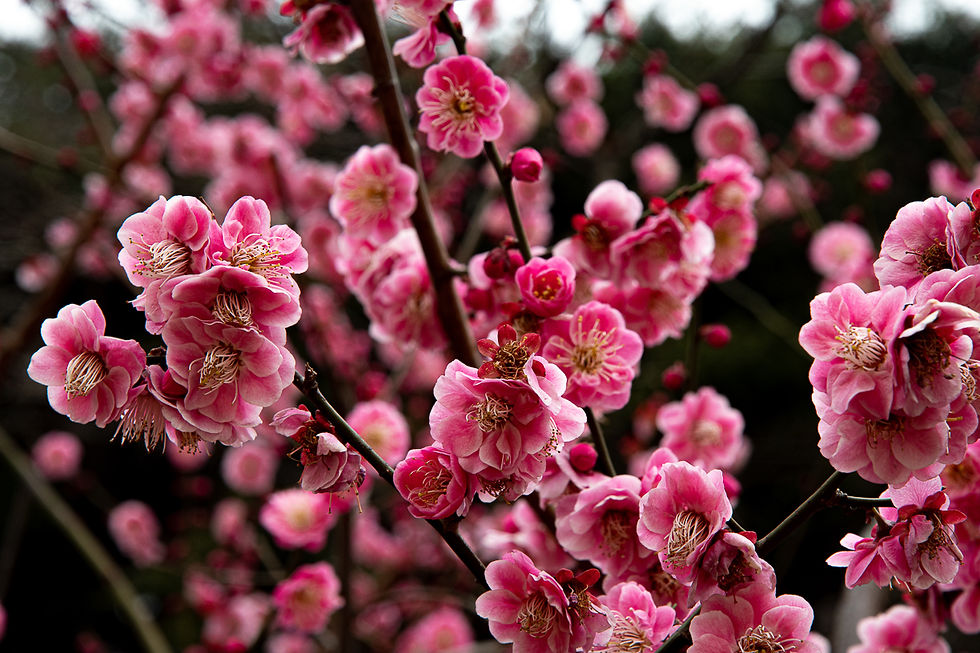 Japan's legendary cherry blossom