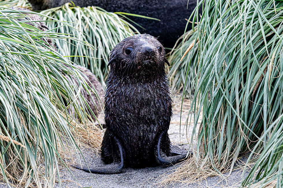 Baby Antarctic Fur seal