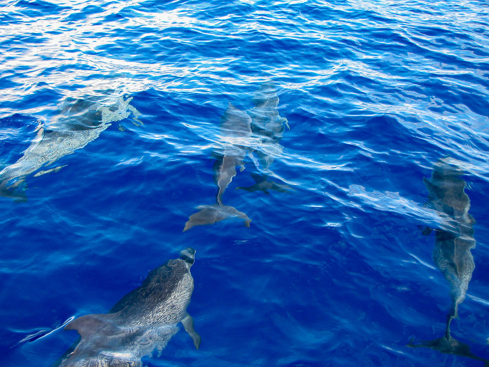 Good chance of seeing dolphins from the boat trips from Funchal