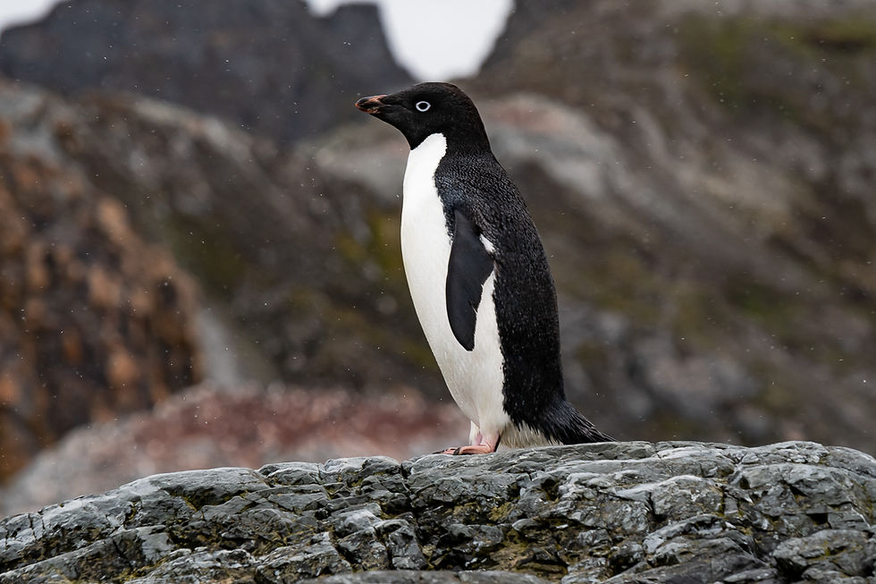 Adelie penguin